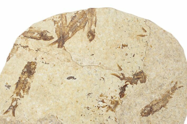 Fossil Fish (Knightia) Mortality Plate - Wyoming #339057
